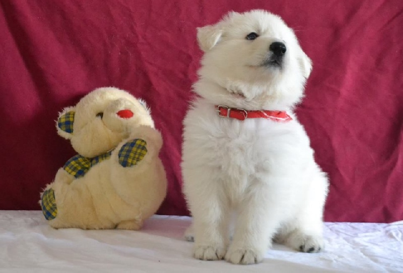 Publication : de Dame Midnight Auteur : Cnudde Carole