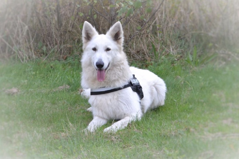 Publication : de Dame Midnight Auteur : Cnudde Carole