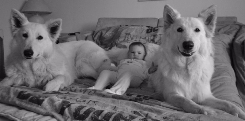 Publication : de Dame Midnight Auteur : Cnudde Carole