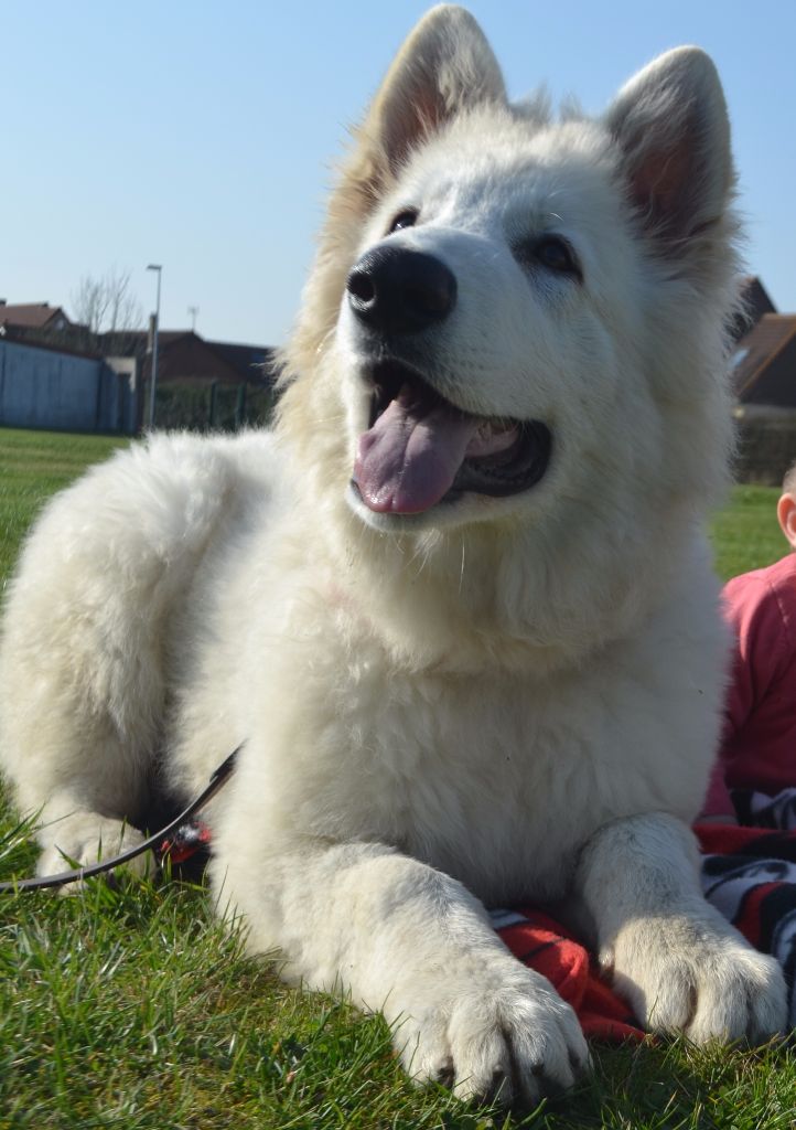 Publication : de Dame Midnight Auteur : Carole cnudde