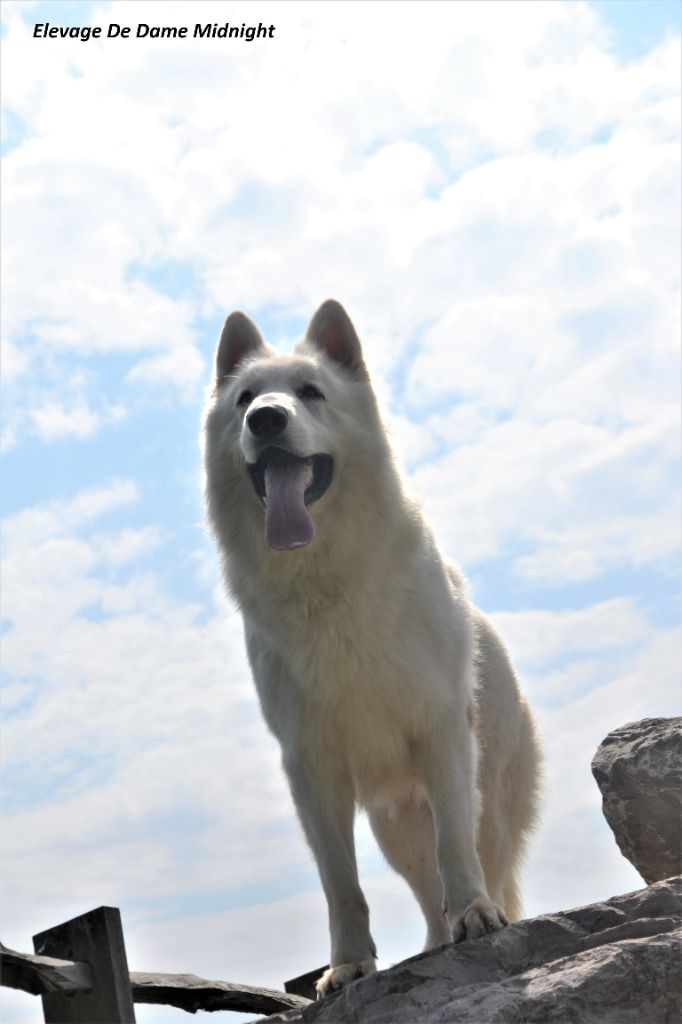 Publication : de Dame Midnight Auteur : Carole cnudde