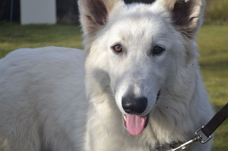 Publication : de Dame Midnight Auteur : Cnudde Carole