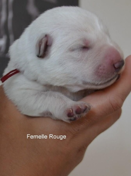 Publication : de Dame Midnight Auteur : Cnudde Carole