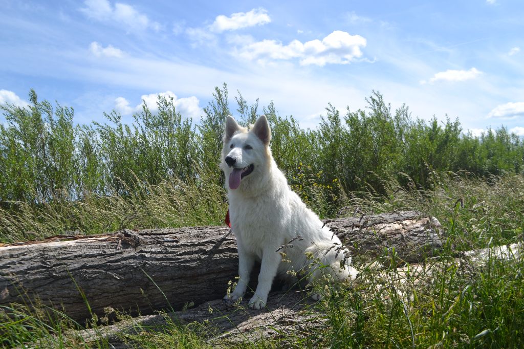 Publication : de Dame Midnight Auteur : Carole cnudde