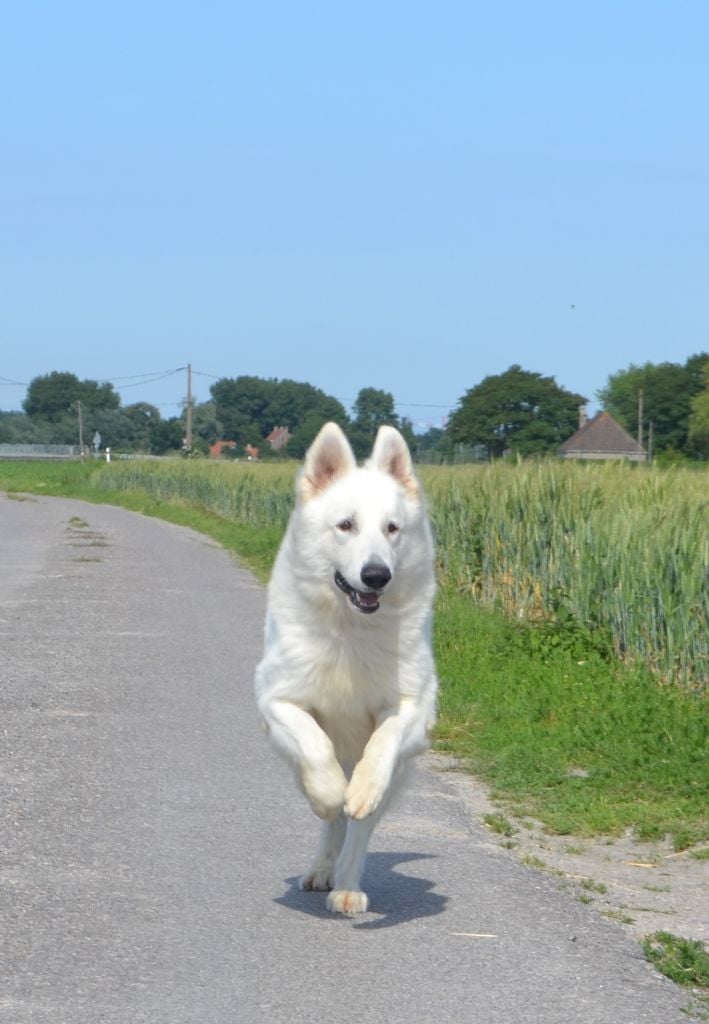 Publication : de Dame Midnight Auteur : Carole cnudde