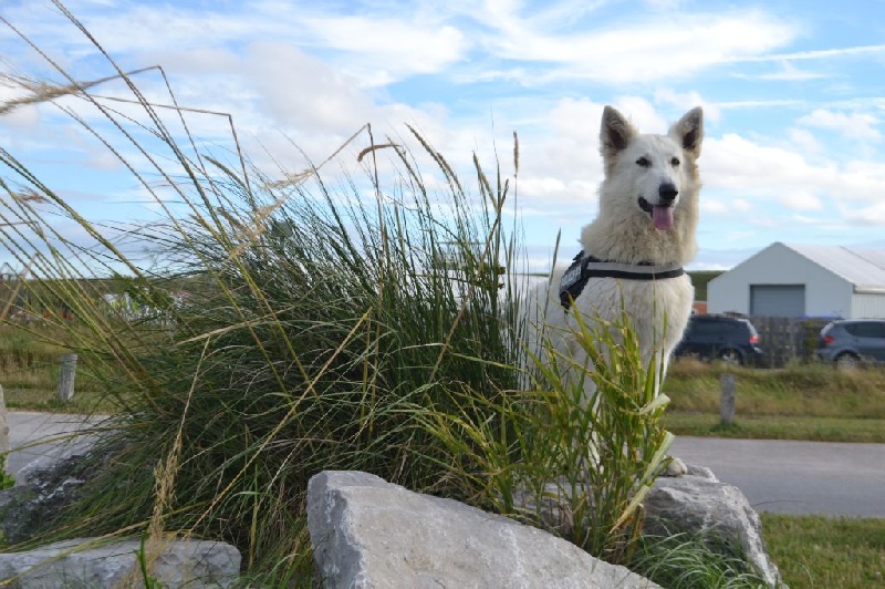 Publication : de Dame Midnight Auteur : Cnudde Carole