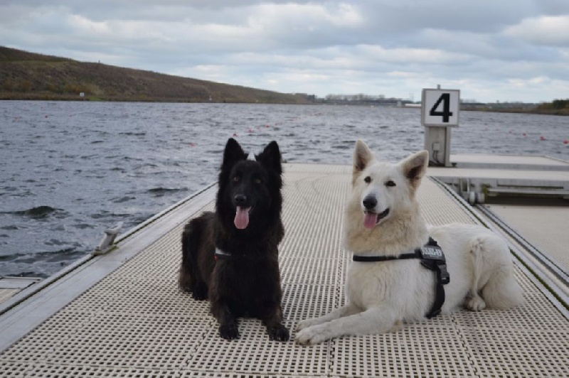 Publication : de Dame Midnight Auteur : Cnudde Carole