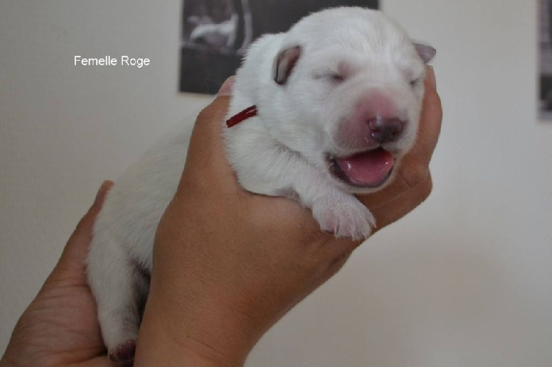 Publication : de Dame Midnight Auteur : Cnudde Carole