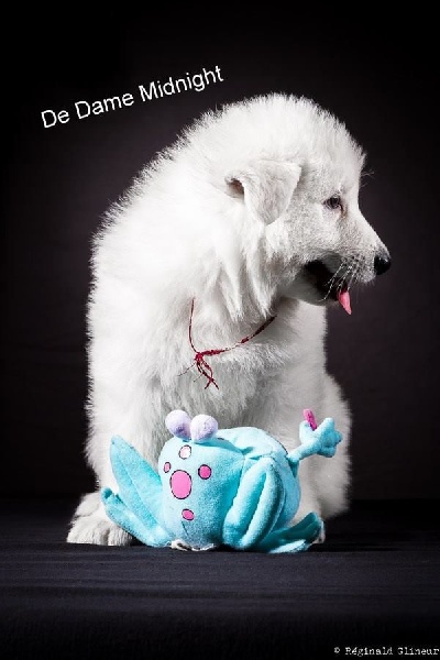 Publication : de Dame Midnight Auteur : Cnudde Carole