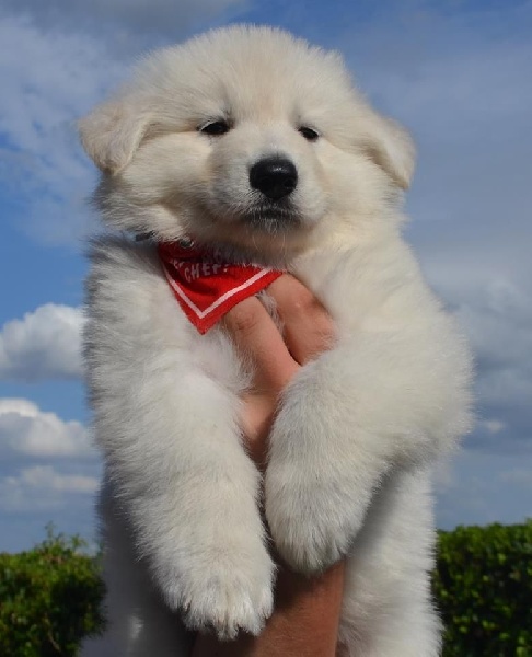 Publication : de Dame Midnight Auteur : Cnudde Carole