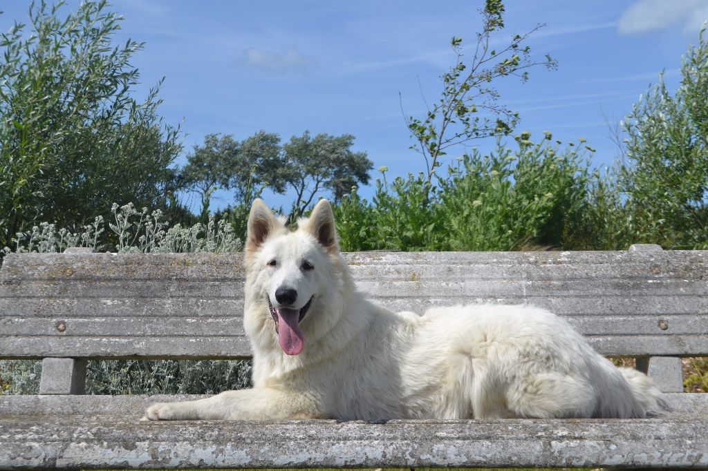 Publication : de Dame Midnight Auteur : Carole cnudde