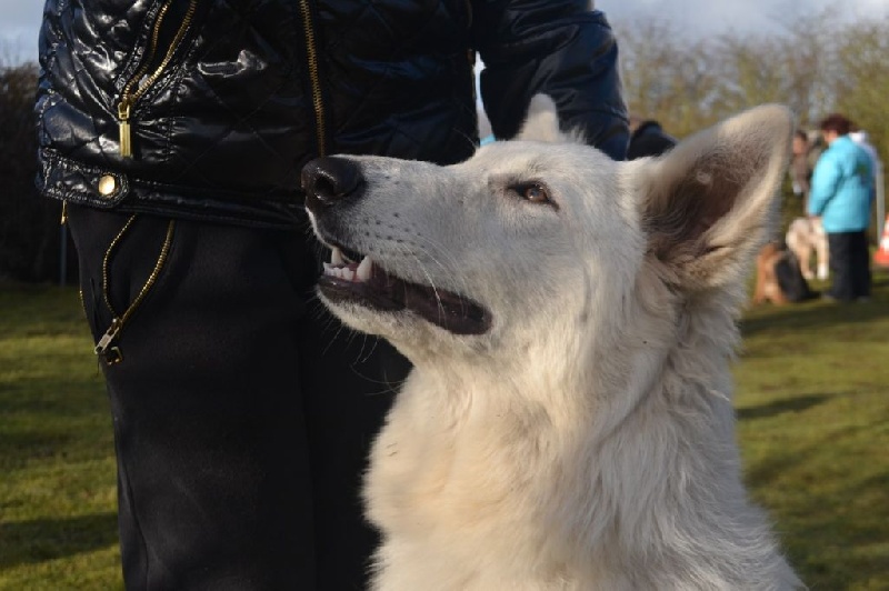 Publication : de Dame Midnight Auteur : Cnudde Carole