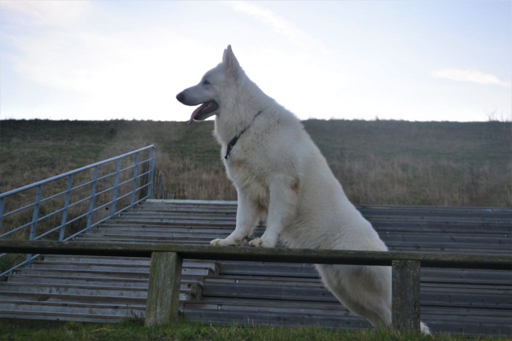 Publication : de Dame Midnight Auteur : Carole cnudde