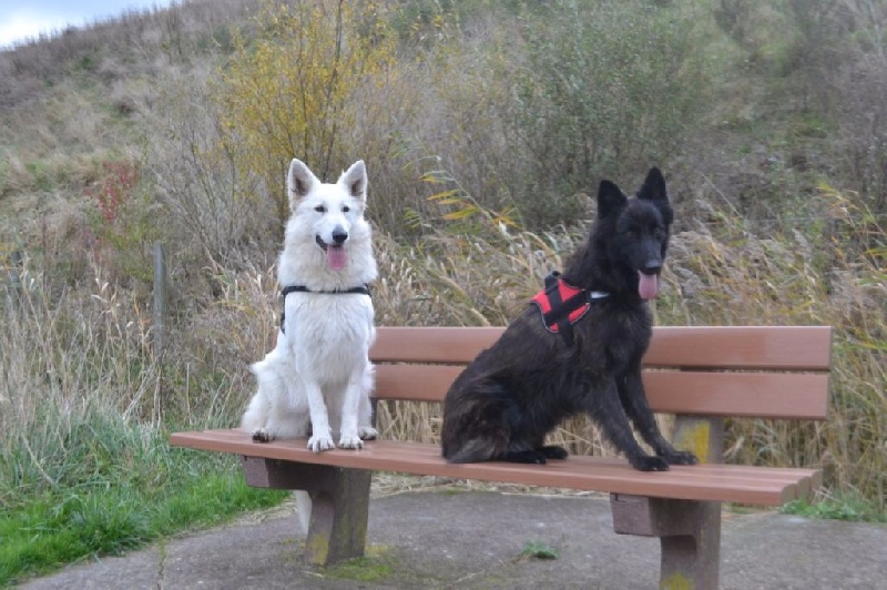 Publication : de Dame Midnight Auteur : Cnudde Carole