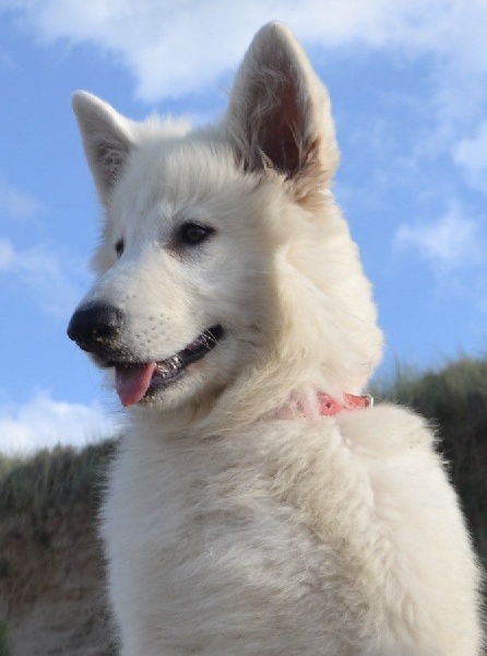 Publication : de Dame Midnight Auteur : Cnudde Carole