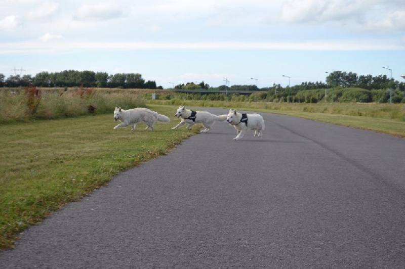 Publication : de Dame Midnight Auteur : Cnudde Carole