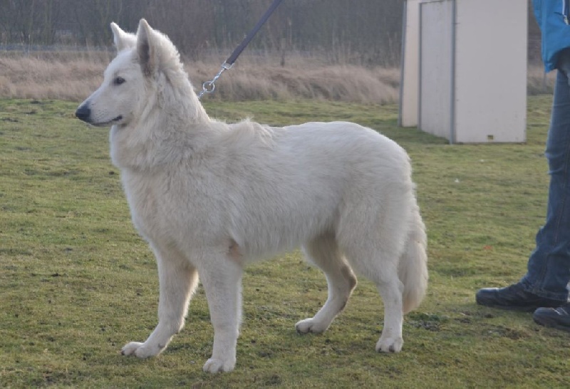 Publication : de Dame Midnight Auteur : Cnudde Carole