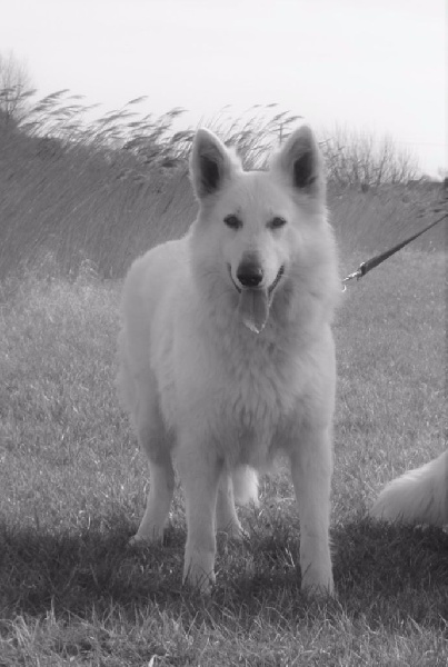 Publication : de Dame Midnight Auteur : Cnudde Carole