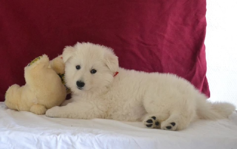 Publication : de Dame Midnight Auteur : Cnudde Carole