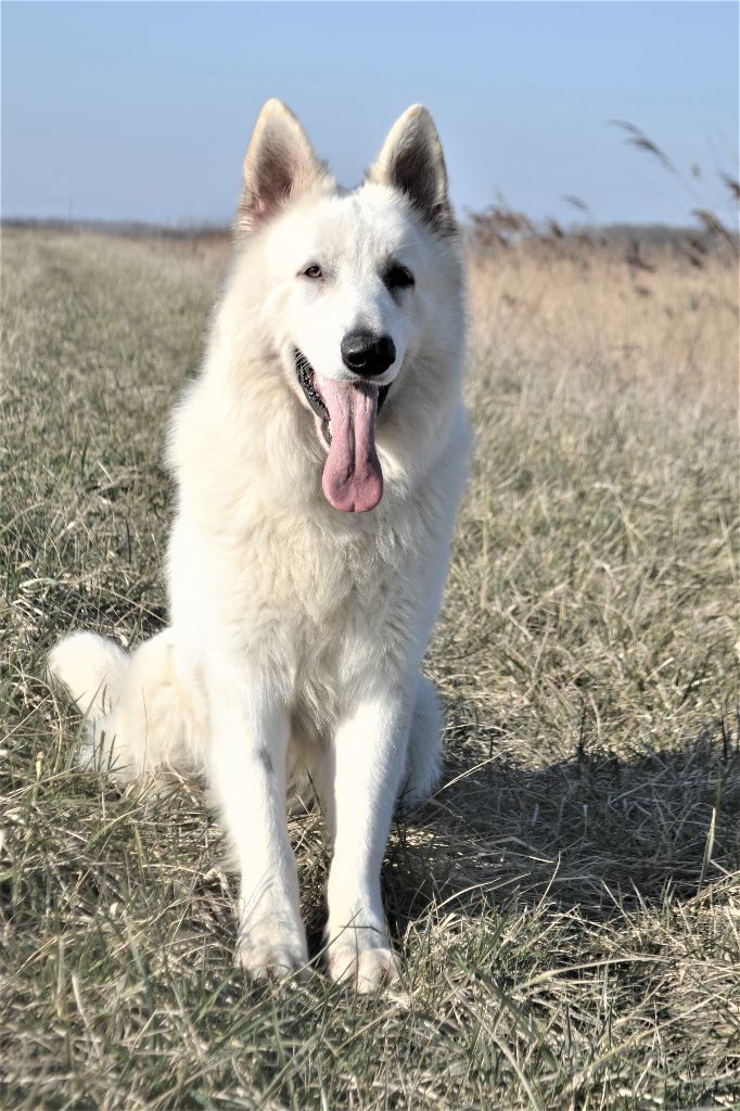 Publication : de Dame Midnight Auteur : Carole cnudde