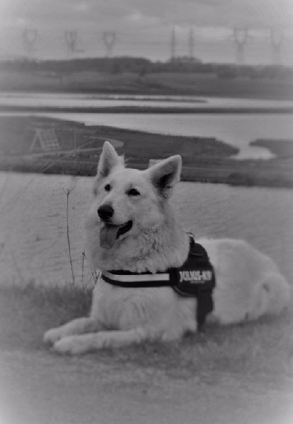 Publication : de Dame Midnight Auteur : Cnudde Carole