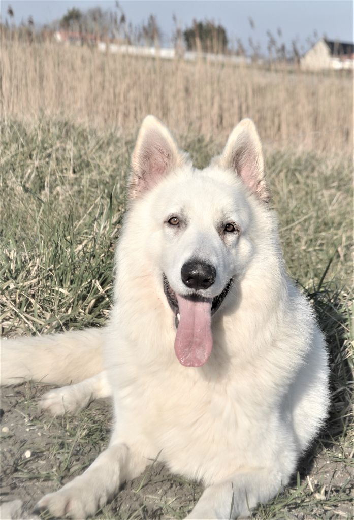 Publication : de Dame Midnight Auteur : Carole cnudde