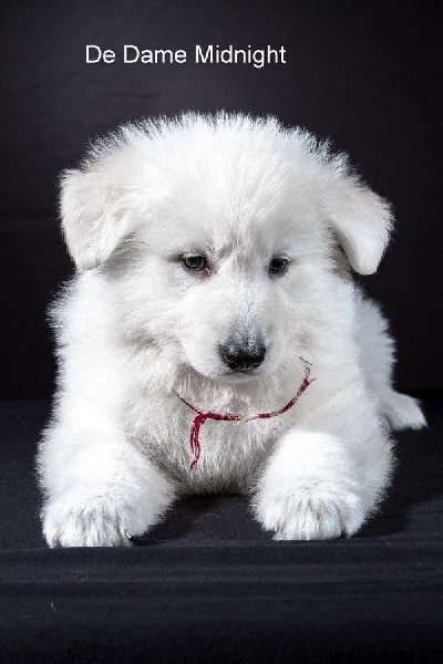 Publication : de Dame Midnight Auteur : Cnudde Carole