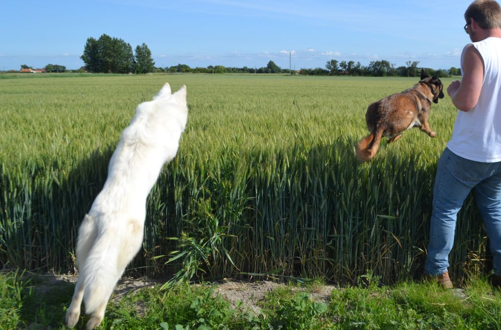 Publication : de Dame Midnight Auteur : Carole cnudde