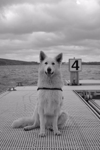 Publication : de Dame Midnight Auteur : Cnudde Carole