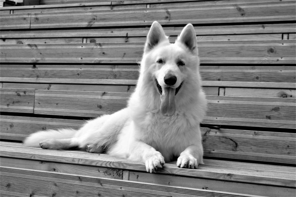 Publication : de Dame Midnight Auteur : Carole cnudde