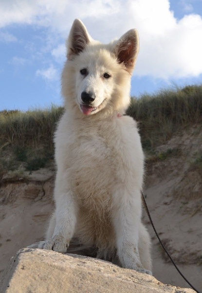 Publication : de Dame Midnight Auteur : Cnudde Carole