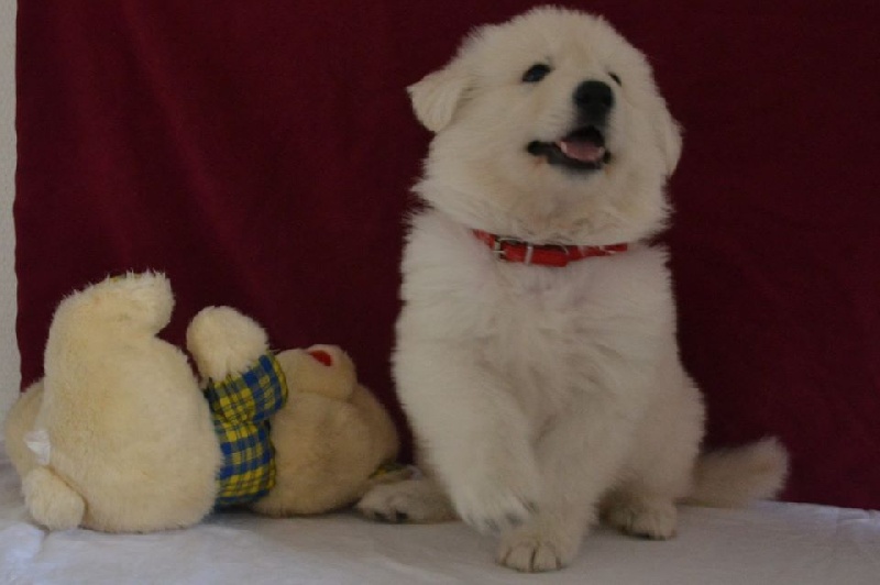 Publication : de Dame Midnight Auteur : Cnudde Carole