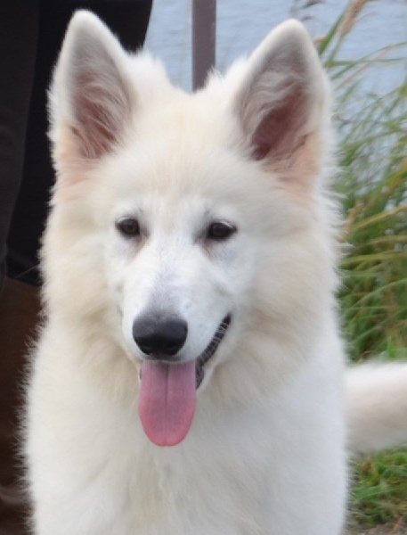 Publication : de Dame Midnight Auteur : Cnudde Carole