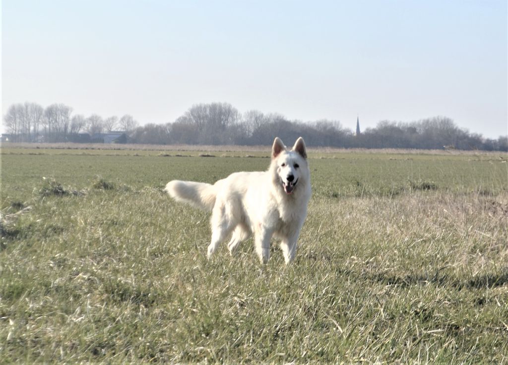 Publication : de Dame Midnight Auteur : Carole cnudde