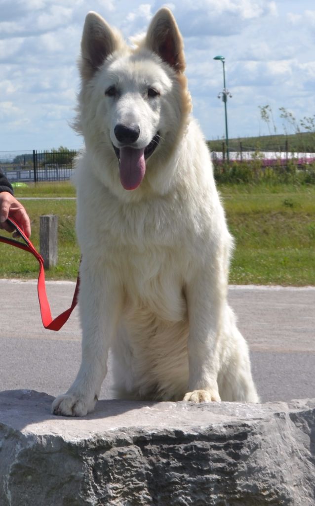 Publication : de Dame Midnight Auteur : Carole cnudde