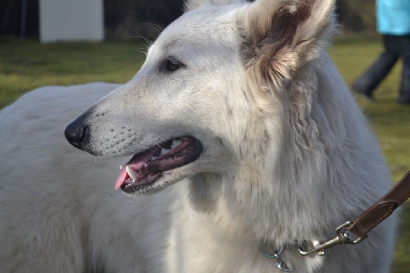 Publication : de Dame Midnight Auteur : Cnudde Carole