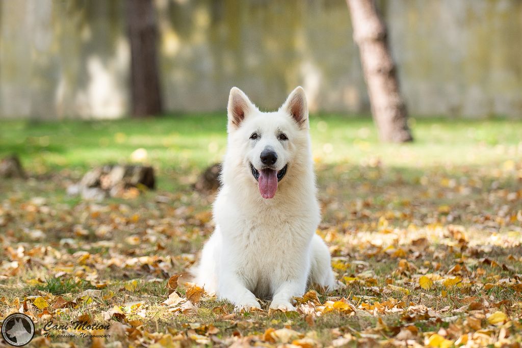 Publication : de Dame Midnight Auteur : Carole cnudde