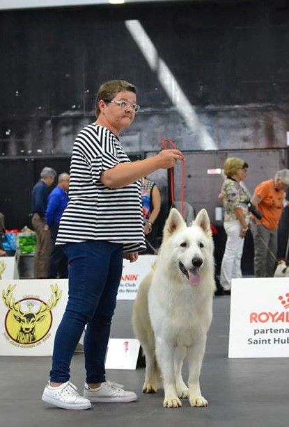 Macho de Dame Midnight - 1 EXCELLENT+CONFIRMATION (Classe intermédiaire)