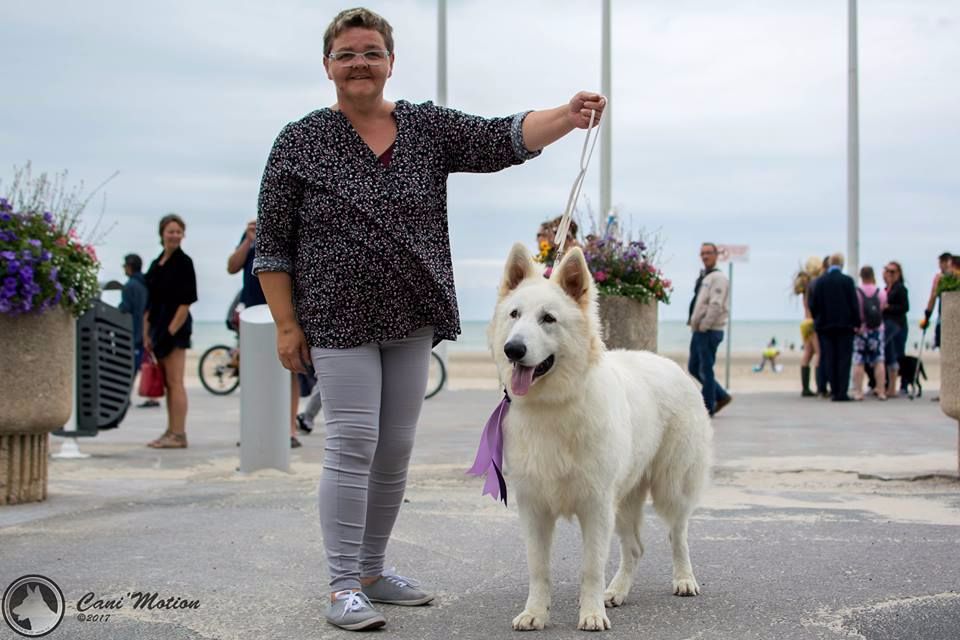 Macho de Dame Midnight - 1 TRES PROMETTEUR (Puppy)