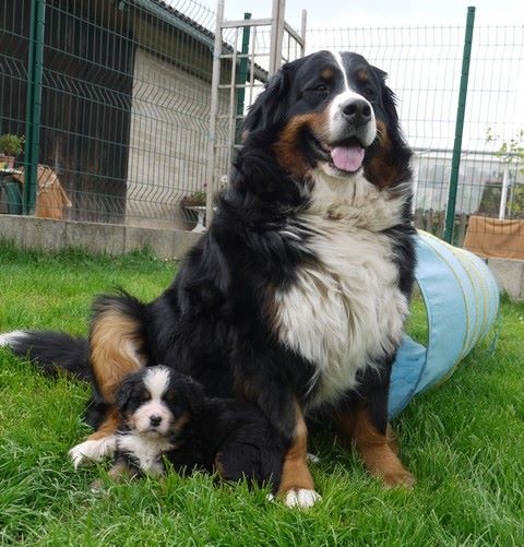 Gwen du domaine des neiges eternelles