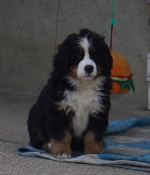 J't'adore du domaine des neiges eternelles