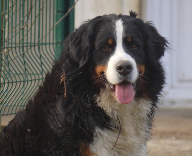 J't'adore du domaine des neiges eternelles