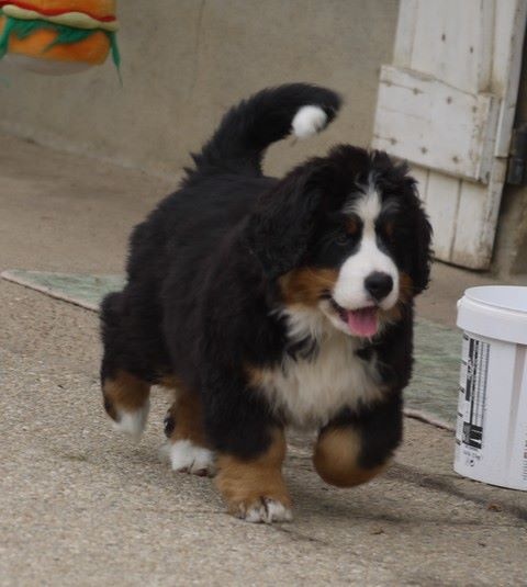 J't'adore du domaine des neiges eternelles