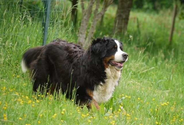 J't'adore du domaine des neiges eternelles