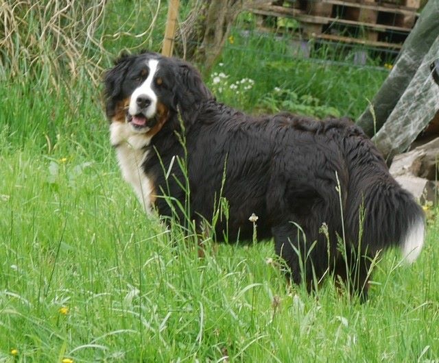 J't'adore du domaine des neiges eternelles