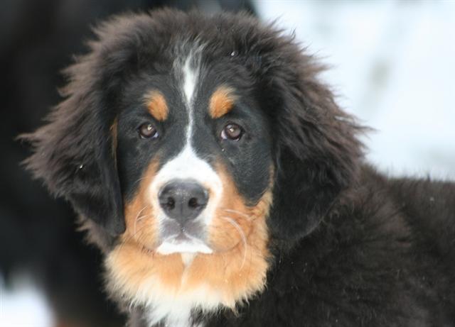 Czena du domaine des neiges eternelles