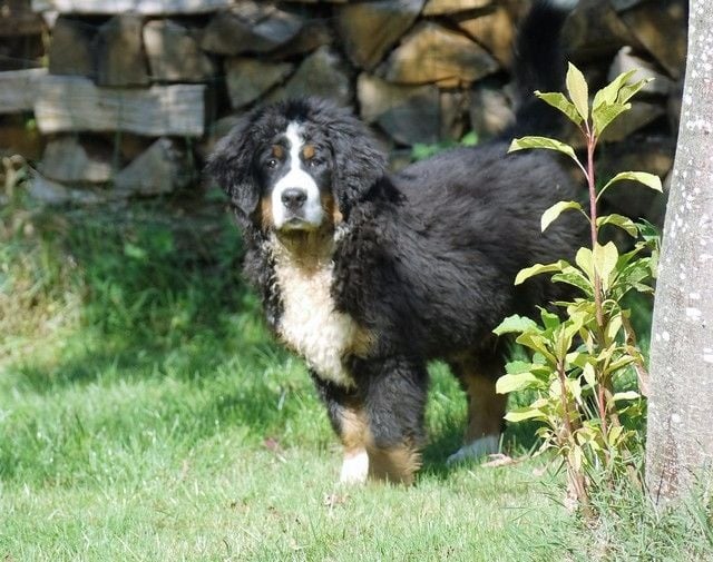 Publication : du Haras de la Vergne Auteur : Suzanne Morin