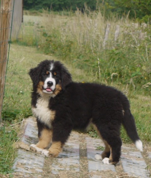 Gwen du domaine des neiges eternelles