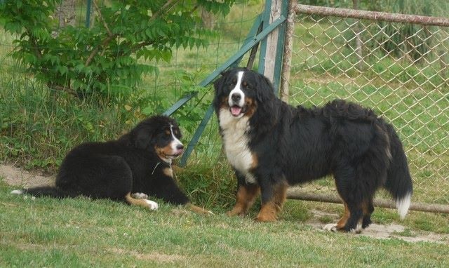 J't'adore du domaine des neiges eternelles