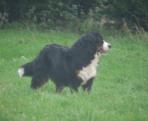 J't'adore du domaine des neiges eternelles